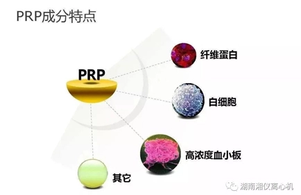 [과학 대중화] PRP 자작 세럼 뷰티